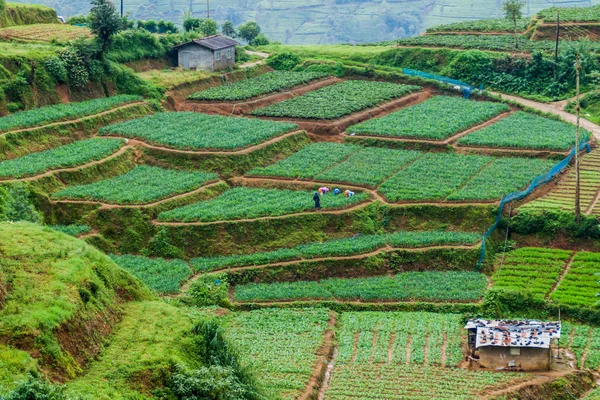 Terraços Agrícolas Vegetais Perto Aldeia Nanu Oya Sri Lanka — Fotografia de Stock