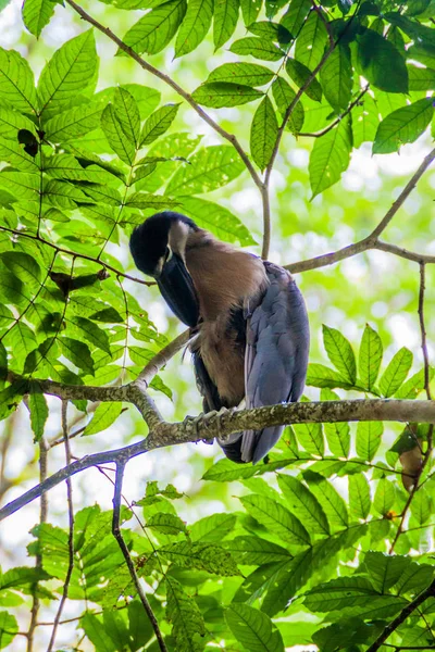 Héron Bec Bateau Cochlearius Cochlearius Dans Une Forêt Près Fortuna — Photo