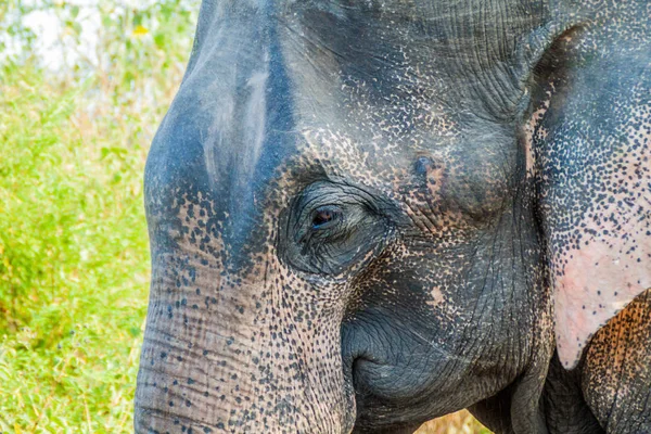 Détail Éléphant Sri Lankais Elephas Maximus Maximus Dans Parc National — Photo