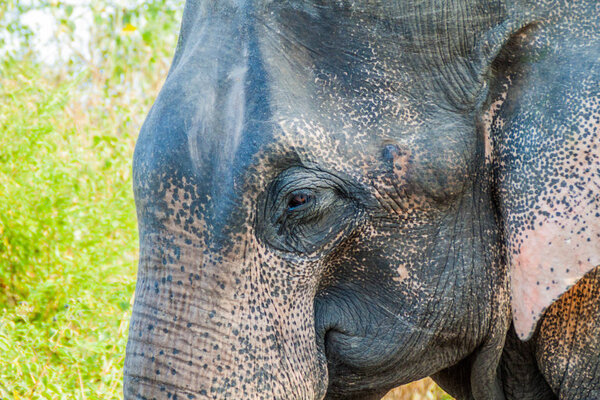 Detail of Sri Lankan elephant (Elephas maximus maximus) in Uda Walawe National Park, Sri Lanka
