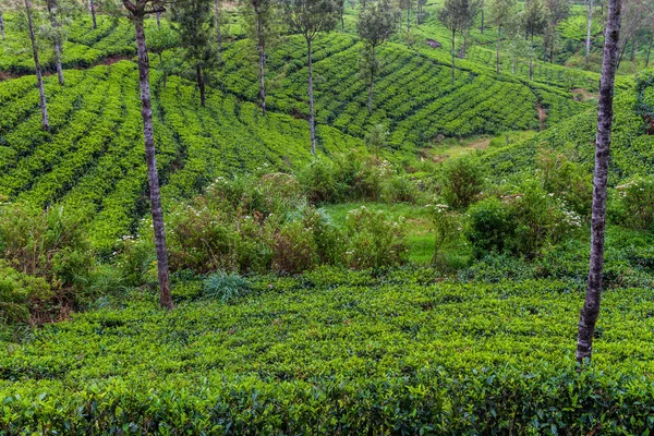 Teegärten Den Bergen Bei Haputale Sri Lanka — Stockfoto