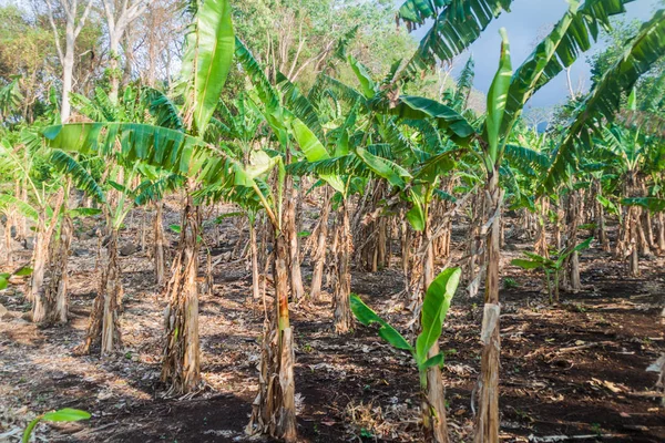 Patch muz bitki: Ometepe Island, Nicaragua