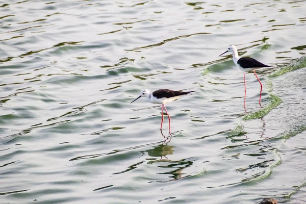 Stelzenläufer Himantopus Himantopus Udawalawe Nationalpark Sri Lanka — Stockfoto