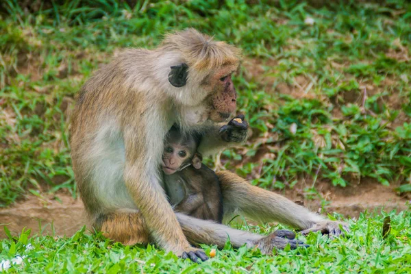 Mère Macaque Allaitant Son Bébé Kandy Sri Lanka — Photo