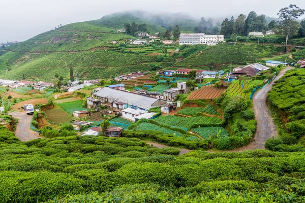 Champs Légumes Théiers Près Ville Nuwara Eliya Sri Lanka — Photo