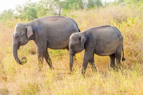 Groupe Éléphants Sri Lankais Elephas Maximus Maximus Dans Parc National — Photo