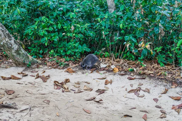 Yengeç yiyen rakun (Procyon cancrivorus) Cahuita Milli Parkı, Kosta Rika