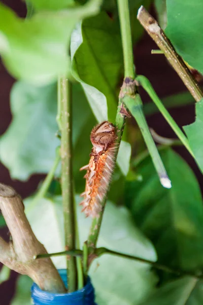 Larva Motýla Morpho Helenor Kostarika — Stock fotografie