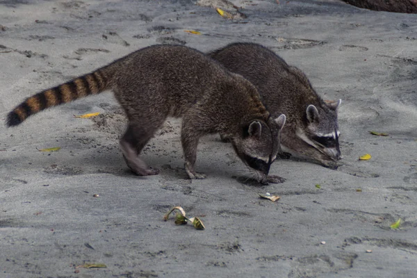 Yengeç yiyen rakun (Procyon cancrivorus) içinde Milli Parkı Manuel Antonio, Kosta Rika