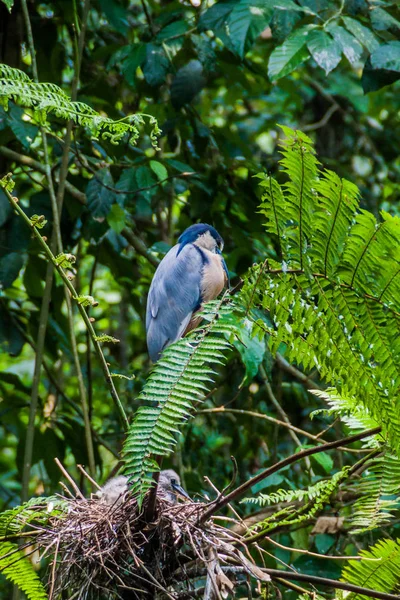 Bir ormandaki yakınındaki La Fortuna, Kosta Rika tekne - gagalı balıkçıl (Cochlearius cochlearius)