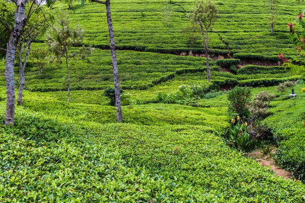 Teeplantagen Den Bergen Liptons Sitz Der Nähe Von Haputale Sri — Stockfoto