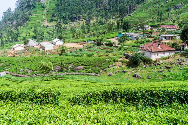 Tea Plantations Small Village Mountains Haputale Sri Lanka — Stock Photo, Image