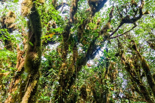 Floresta Nuvens Cobrindo Vulcão Maderas Ilha Ometepe Nicarágua — Fotografia de Stock