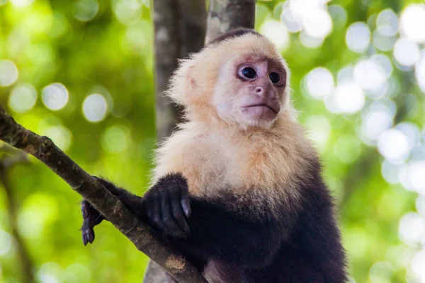 Ak başlı capuchin maymunu (Cebus capucinus) içinde Milli Parkı Manuel Antonio, Kosta Rika