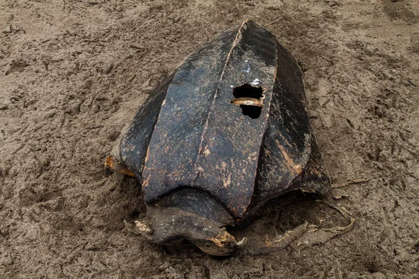 Bir ölü deri deniz kaplumbağası (Dermochelys coriacea) bir plaj Tortuguero Milli Parkı, Kosta Rika, boş kabuk