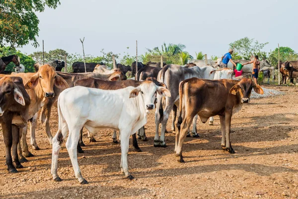 La Esperanza, Nikaragua - 8 Mayıs 2016: La Esperanza village, Nikaragua yakınındaki inek sürüsü