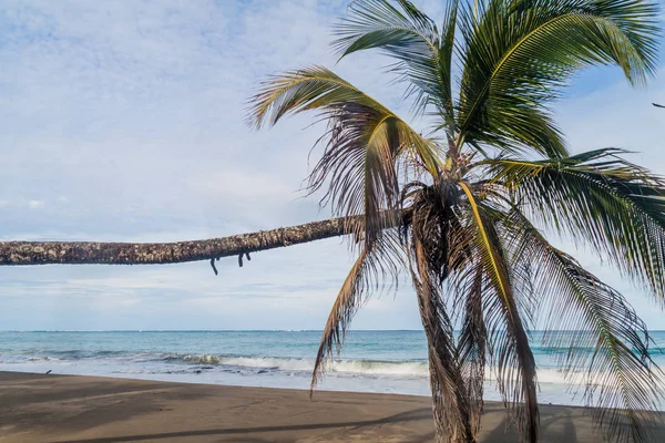 Cahuita Milli Parkı, Kosta Rika bir plajda palmiye