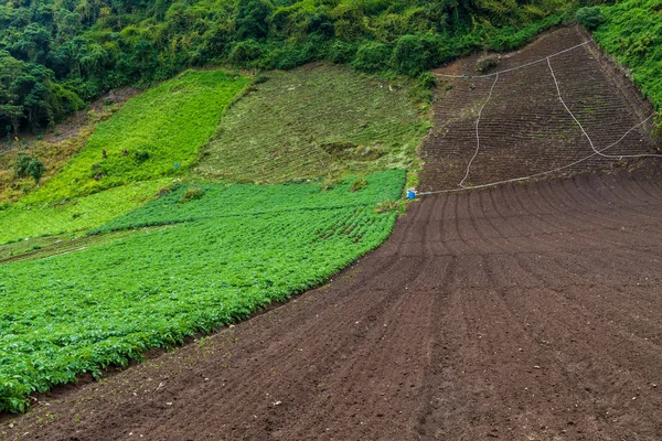 Vegetabiliska Fält Nära Cerro Punta Village Panama — Stockfoto