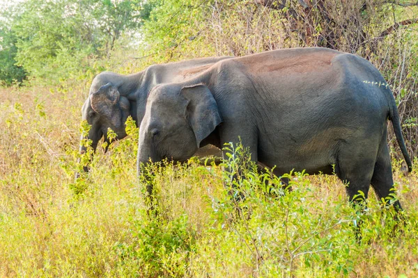 Sri Lankalı filler (Elephas maximus maximus) Uda Walawe Milli Parkı, Sri Lanka
