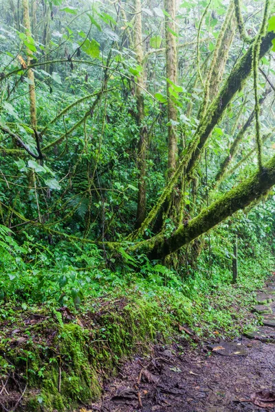 Cloud Forest Parku Narodowego Volcan Baru Podczas Pory Deszczowej Panama — Zdjęcie stockowe