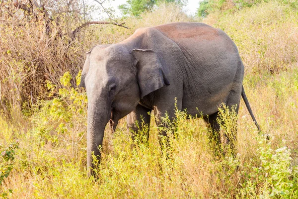 Éléphant Sri Lanka Elephas Maximus Maximus Dans Parc National Uda — Photo