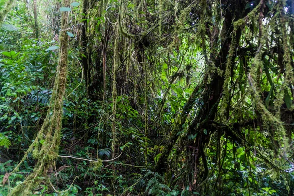 Облачный Лес Рядом Бокете Панама — стоковое фото