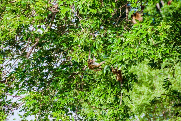 Maymunların Uda Walawe Milli Parkı, Sri Lanka