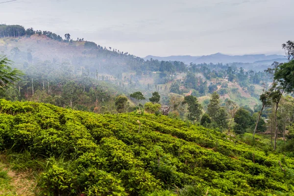 Çay plantasyon yakınındaki Bandarawela, Sri Lanka
