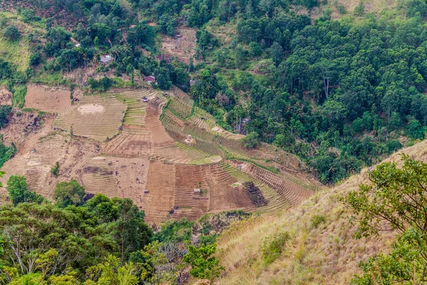 Paddy alanları yakınındaki Ella, Sri Lanka