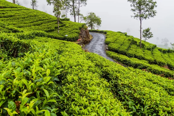 Kurvenreiche Straße Und Teeplantagen Den Bergen Bei Haputale Sri Lanka — Stockfoto