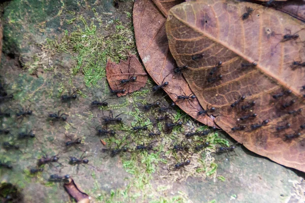 Ameisenpfad Wald Des Vulkans Maderas Auf Der Insel Ometepe Nicaragua — Stockfoto