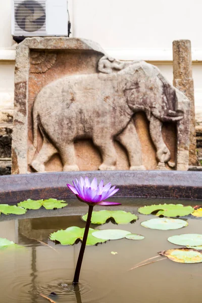 Lotus Flower Small Tank Grounds Temple Sacred Tooth Relic Kandy — Stock Photo, Image