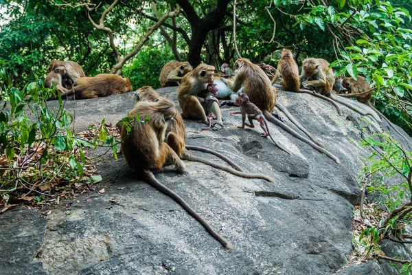 Dambulla mağara temple, Sri Lanka yakınındaki makak
