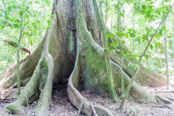 Ceiba Parque Nacional Arenal Costa Rica — Fotografia de Stock