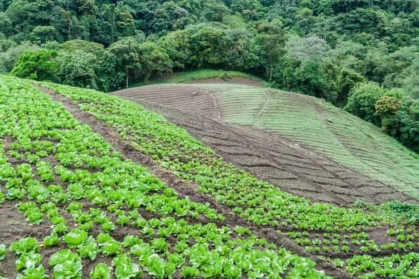 Zeleninové Pole Poblíž Boquete Panama — Stock fotografie