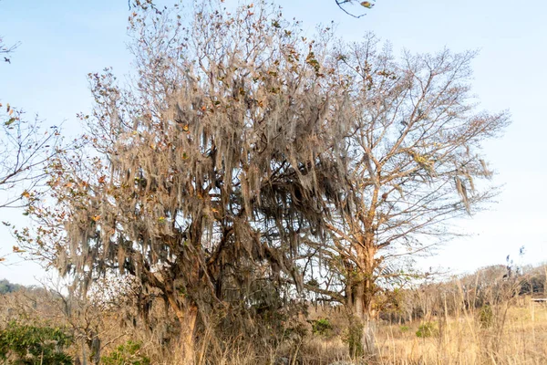 Ağaç ile İspanyol yosun korumalı alan Miraflor, Nicaragua