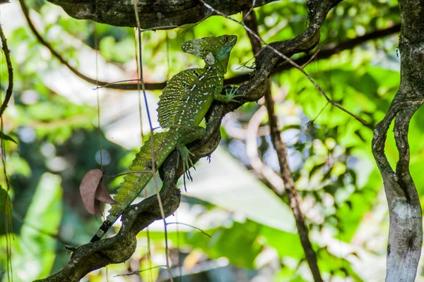 Basilic Plumé Basiliscus Plumifrons Également Appelé Basilic Vert Dans Une — Photo