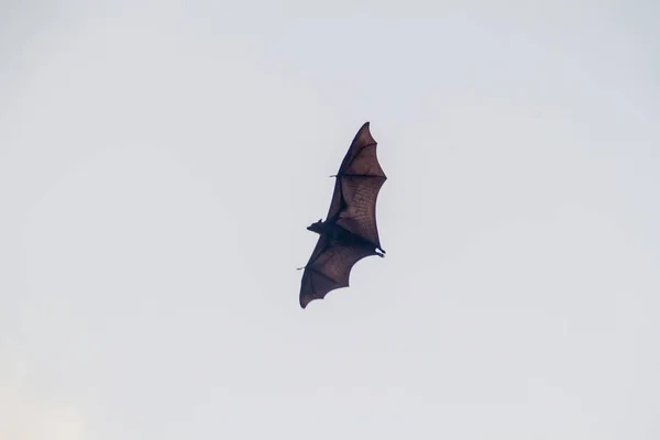 Fruit bat (flying fox) in Royal Botanic Gardens near Kandy, Sri Lanka