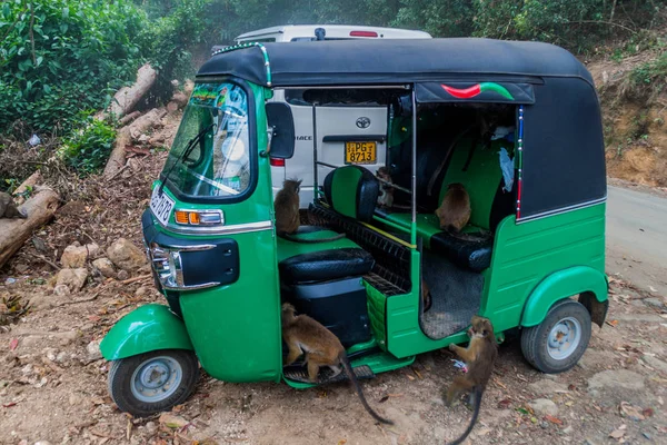 Haputale Sri Lanka Julho 2016 Macacos Infestaram Tuk Tuk Comendo — Fotografia de Stock