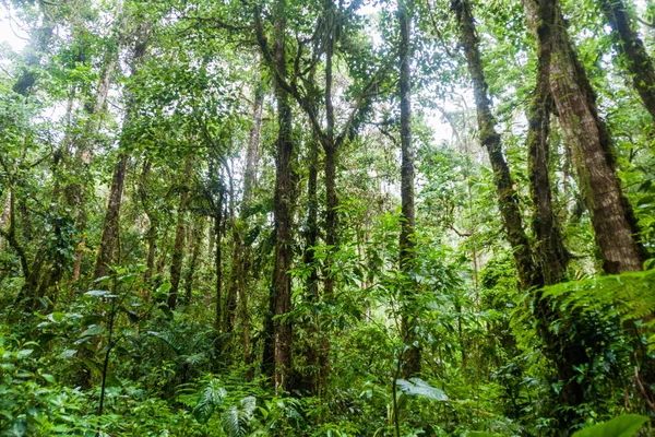 Bulut Forest Ulusal Parkı Volcan Baru Panama — Stok fotoğraf