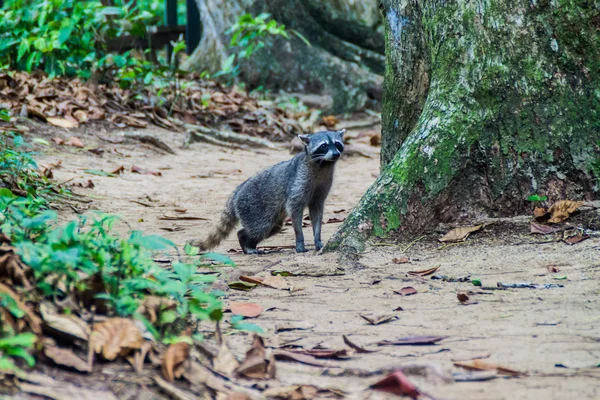 Guaxinim Que Come Caranguejo Procyon Cancrivorus Parque Nacional Cahuita Costa — Fotografia de Stock