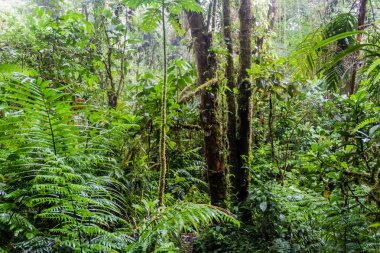Bulut forest Ulusal Parkı Volcan Baru, Panama.
