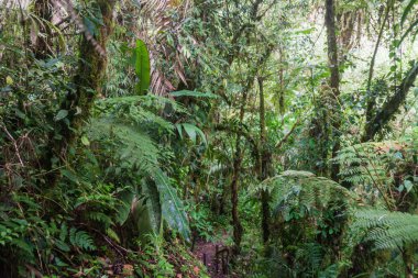 Bulut ormanı yakınındaki Boquete, Panama