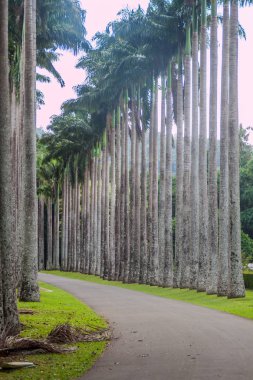 Palmiye sokak içinde Kraliyet Botanik Bahçeleri yakınında Kandy, Sri Lanka