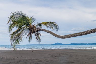 Cahuita Milli Parkı, Kosta Rika bir plajda palmiye