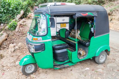 Haputale, Sri Lanka - 16 Temmuz 2016: musallat makak içinde bir yemek yeme bir tuk tuk Thangamale kutsal Haputale yakınındaki Park.