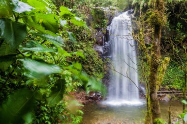 Şelale Boquete, Panama yakınındaki bir bulut ormanda. İz hiking şelaleler kaybetti tarafından erişilebilir.