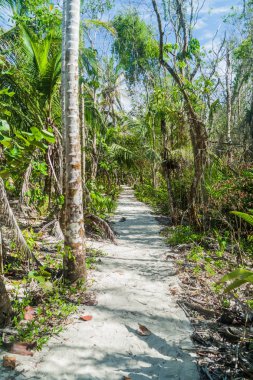 Hiking trail Cahuita Milli Parkı, Kosta Rika