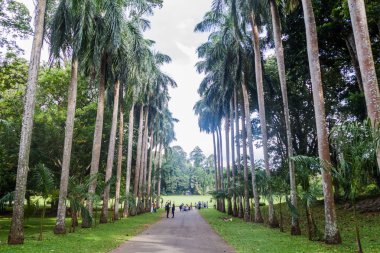 Kandy, Sri Lanka - 18 Temmuz 2016: palmiye sokak içinde Kraliyet Botanik Bahçeleri yakınında Kandy, Sri Lanka