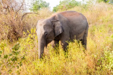 Sri Lankalı fil (Elephas maximus maximus) Uda Walawe Milli Parkı, Sri Lanka